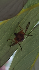 Lamprogaster imperialis