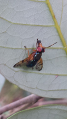 Lamprogaster imperialis