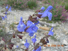 Salvia ringens