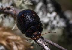 Paropsisterna lignea