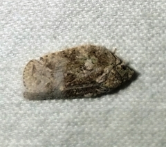 Flatoidinus punctatus