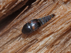 Sepedophilus bipunctatus