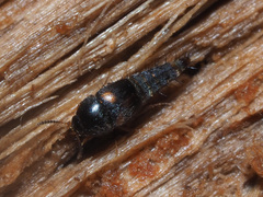 Sepedophilus bipunctatus