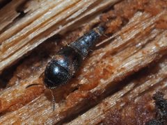 Sepedophilus bipunctatus