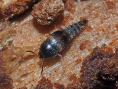 Sepedophilus bipunctatus