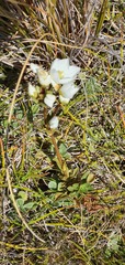 Gentianella impressinervia