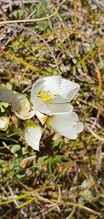 Gentianella impressinervia