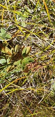 Gentianella impressinervia