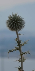 Echinops sphaerocephalus albidus