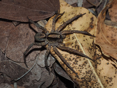 Lycosa australicola
