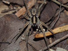 Lycosa australicola