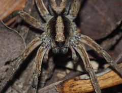 Lycosa australicola