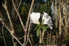 Rhododendron mucronatum