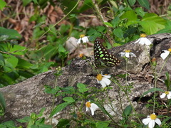 Graphium agamemnon agamemnon