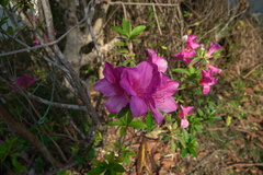 Rhododendron pulchrum phoeniceum