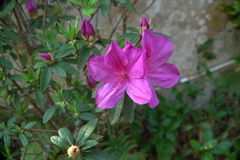 Rhododendron pulchrum phoeniceum