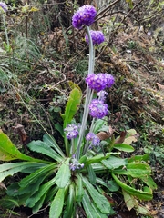 Primula erythrocarpa