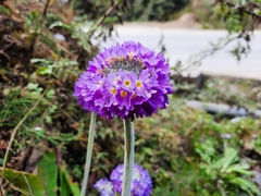 Primula erythrocarpa