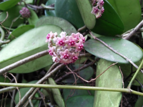 Hoya obovata 'Splash'
