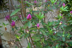 Rhododendron pulchrum phoeniceum