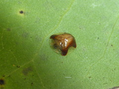 Charidotella ormondensis
