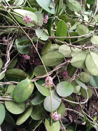 Hoya obovata Decne. 4