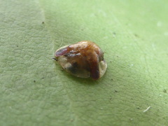 Charidotella ormondensis