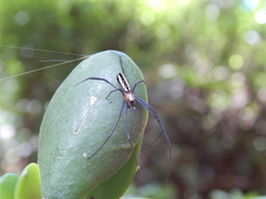 Trichonephila inaurata