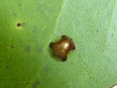 Charidotella ormondensis