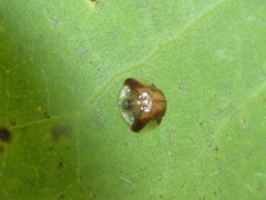 Charidotella ormondensis