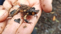 Platyplectrum fletcheri