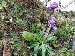 Primula erythrocarpa
