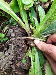 Primula erythrocarpa
