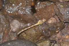 Heliogomphus drescheri