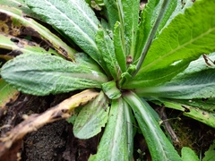 Primula erythrocarpa