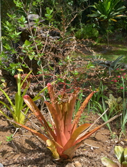 Aechmea blanchetiana