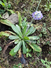 Primula erythrocarpa