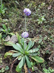 Primula erythrocarpa