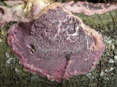 Byssomerulius psittacinus