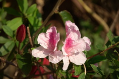 Rhododendron × pulchrum