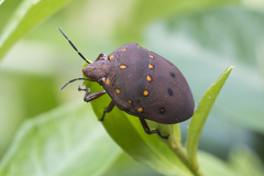 Solenosthedium chinense