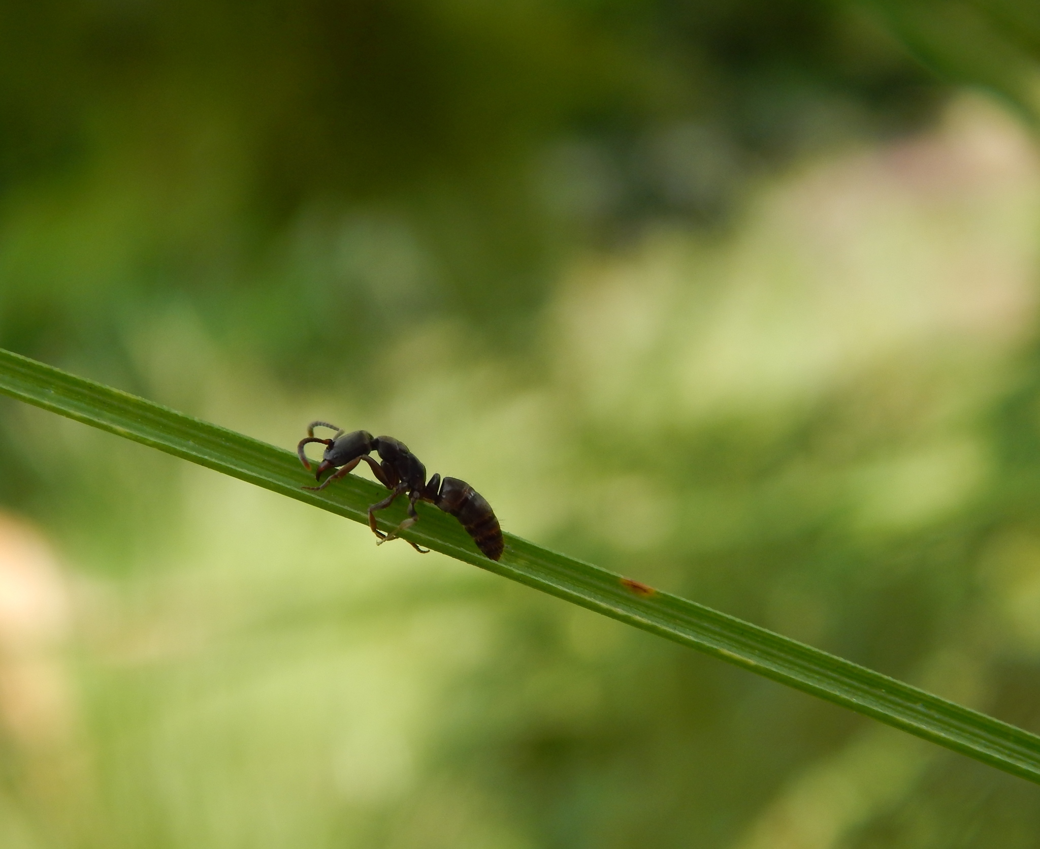 Makebapone caffraria