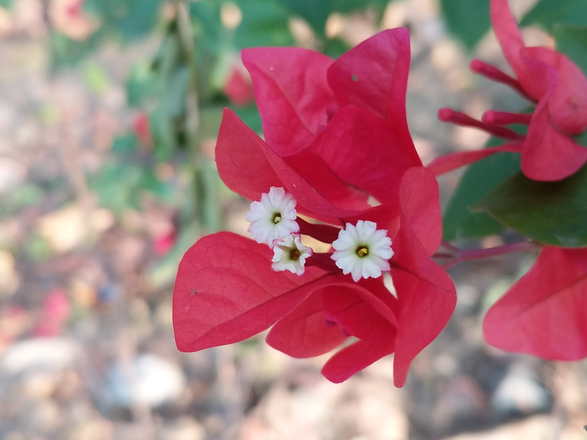 Imagem de Primavera