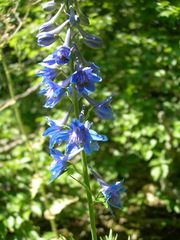 Delphinium schmalhausenii