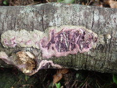 Byssomerulius psittacinus