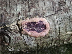 Byssomerulius psittacinus