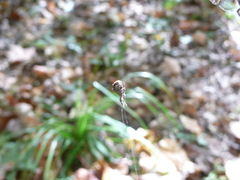 Hyptiotes