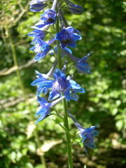 Delphinium schmalhausenii