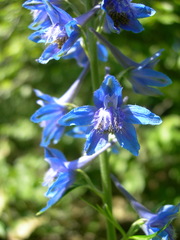 Delphinium schmalhausenii
