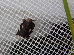 Lophopinae